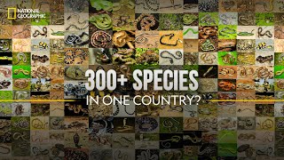 300 Snake Species in One Country  Snakes SOS Goas Wildest  National Geographic [upl. by Sherry314]