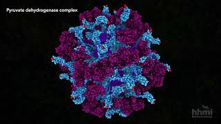 Pyruvate Dehydrogenase  HHMI BioInteractive Video [upl. by Ziana]