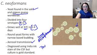 Cryptococcus neoformans [upl. by Aicatsue]