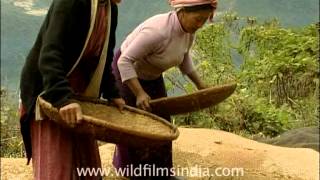 Women threshing grain in Arunachal Pradesh [upl. by Winonah]