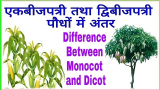 एकबीजपत्री तथा द्विबीजपत्री पौधों में अंतर  Difference between Monocotyledonous and Dicotyledonous [upl. by Ydrah]