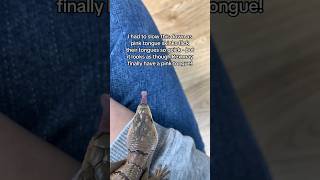 Slow Motion Skink Tongue Flicks Like A Snake [upl. by Nennarb]