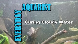 What Causes Cloudy White Aquarium Water [upl. by Durrace]