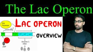 operon concept Molecular basis of inheritance class 12 chapter 6 [upl. by Liamaj]