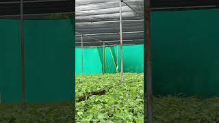 Lal chandan plants Nursery best plants song shorts edit youtube [upl. by Atiuqiram]