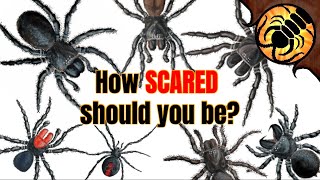 How Dangerous are Australian Spiders REALLY [upl. by Cirilo]