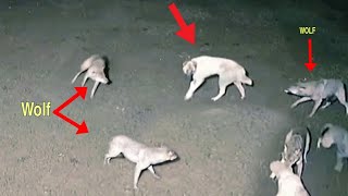 PINALIBUTAN SIYA NG MGA WOLF PARA ATAKIHIN  Scary Wolf Attack Dogs Caught On Camera [upl. by Teresa848]