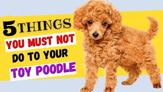 5 Things You Must NOT Do To Your Toy Poodle  All Toy Poodle Owners Must Watch [upl. by Ammej442]