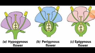 Position of Ovary  Hypogynous  Perigynous amp Epigynous Flower NEET2024 [upl. by Er]