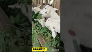 Saanen Goats in the Philippines [upl. by Muhcon]