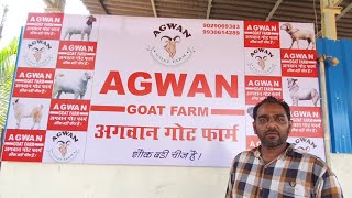 Agwan Goat Farm Full Tour And Detailed Information [upl. by Llyrad]