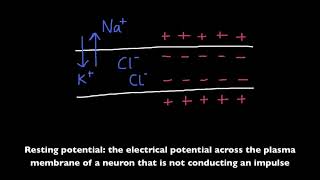 C222 amp C223 Resting Potential and Action Potential [upl. by Thadeus571]