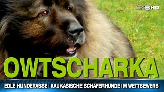 EDLE HUNDERASSE  KAUKASISCHE SCHÄFERHUNDE IM WETTBEWERB [upl. by Gina]