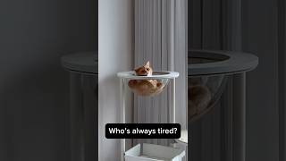 tired tired catshorts cat cutecat catsofyoutube catlover [upl. by Llorrac]