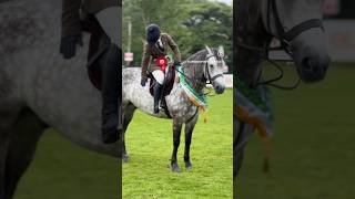 WORKING HUNTER CHAMPIONSHIP  98th Annual Connemara Pony Show connemarapony ireland pony [upl. by Eihctir]