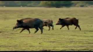 How do you solve a problem like feral pigs [upl. by Shamrao978]