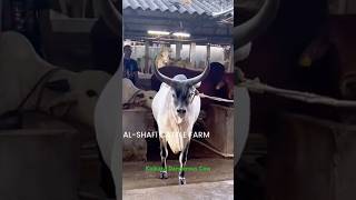 Jumping Most Beautiful and Biggest Kankarej Cow of Al shafi cattle farm for💕 2025viral trending [upl. by Nickey]