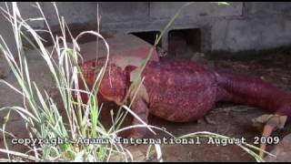 Argentine red tegus Tupinambis rufescens [upl. by Donela]