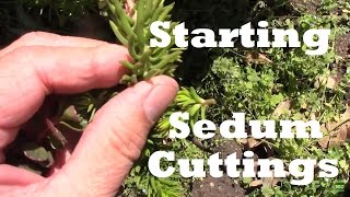 Starting Sedum From Cuttings It really is this easy [upl. by Hasin]