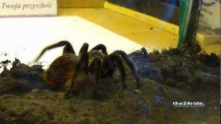 Brachypelma Vagans L8 [upl. by Cart]