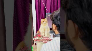 Billu ki acting😳catcomedy viralcat catvideo sajidcat catlover cat billucat funny [upl. by Arinayed]