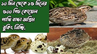 ১০১৫ কোয়েল পাখি অগ্রিম বুকিং নিচ্ছি। [upl. by Eceela]