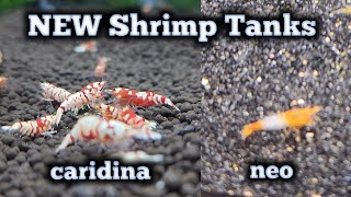 NEW Caridina Shrimp Tank and NEW Neocaridina Shrimp Tank [upl. by Adnaval]