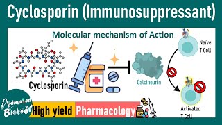 Cyclosporin  Immunosuppressant  How cyclosporin works at molecular level  Pharmacology [upl. by Bunny]