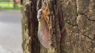 Two separate cicada broods emerging When are the cicadas coming in 2024 [upl. by Nahtanhoj569]