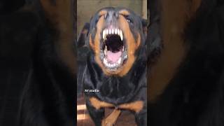 Angry puppy barking sound angrypuppy dogsound angrypets pets angrydog barkingsound angry [upl. by Pooh]