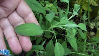 ⟹ common sage  Salvia officinalis  Growing sage in the garden [upl. by Florry978]