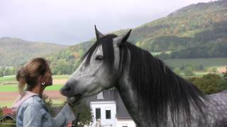 Wenn Pferde flüstern Lene Husch und ihre Pferde When Horses Whisper [upl. by Akere]