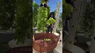 Aprende hidroponia desde cero cultivarencasa cultivaencasa plantas jardin cultivohidroponico [upl. by Peirsen]