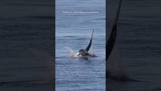 Sea lion takes down shark in dramatic attack off California coast [upl. by Red]