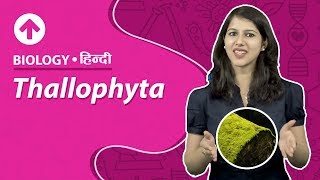 Thallophyta  Hindi  Biology [upl. by Aratak]