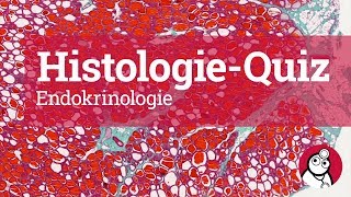 DocCheck HistologieQuiz Endokrinologie [upl. by Biddle140]