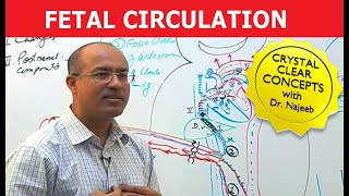 Fetal Circulation  Embryology  Dr Najeeb [upl. by Diraf]