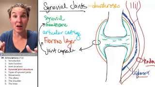 Articulations 4 Synovial joint anatomy [upl. by Rica]