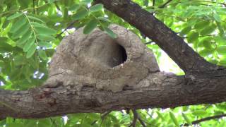 Nest of Rufous Hornero [upl. by Roban]