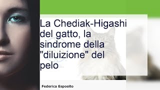 Sindrome di ChédiakHigashi quando il pelo del gatto si diluisce [upl. by Blankenship]