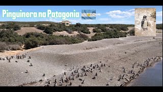 Pinguinera na Patagonia pinguin motorhome [upl. by Ashlin]