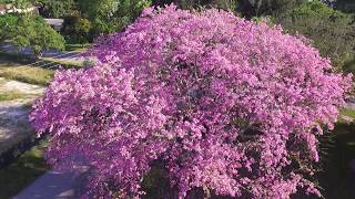 Miami Floss Silk Tree in Bloom [upl. by Naot]