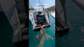 Feeding a Shark by Hand 🦈 Insane Moment at Sea  Sailing KALLI shorts shark new [upl. by Nebeur]