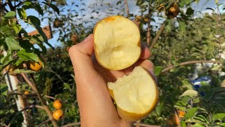 Golden Russet vs Brown Russet Apple Taste test [upl. by Weir]