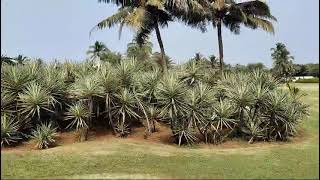 View of Holiday Inn Resort Cavelossim Goa goadiaries 2024 december beach goa vacation [upl. by Atlante]