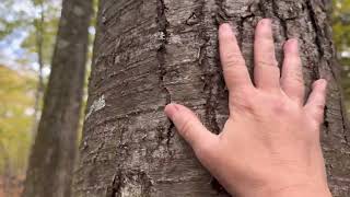 Louisa Pond loop Esopus NY Random flute man bear markings and fun [upl. by Elokin726]