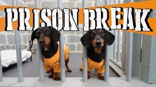 Ep 8 WIENER DOG PRISON BREAK  Funny Dogs Escaping Jail [upl. by Annabela]