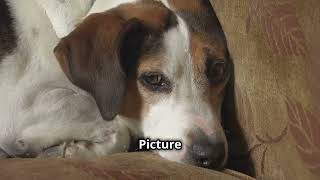 Lets Look at Beagles  The Funniest Dog Breed [upl. by Ihcur]