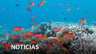 Planeta Tierra Ellos lo dan todo para salvar a los corales en Florida  Noticias Telemundo [upl. by Bourque]