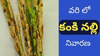 వరి లో కంకి నల్లి నివారణ  Panicle mite in paddy and control  vari lo kanki nalli [upl. by Diraf]